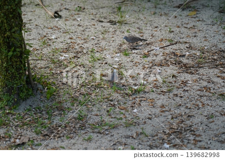 Zebra Dove Birds On The Ground Zebra Dove Birds On The Ground 139682998