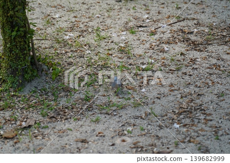 Ground view of a Peaceful Dove bird in natural habitat Ground view of a Peaceful Dove bird in natural habitat 139682999