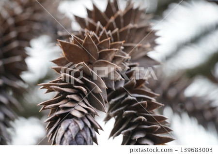 Monkey Puzzle Tree Branch Detailed Close Up 139683003