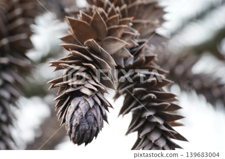 Monkey Puzzle Tree Cone Close Up Nature Photography Monkey Puzzle Tree Cone Close Up Nature Photography 139683004