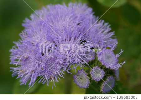 Ageratum Houstonianum Flower Close Up Ageratum Houstonianum Flower Close Up 139683005