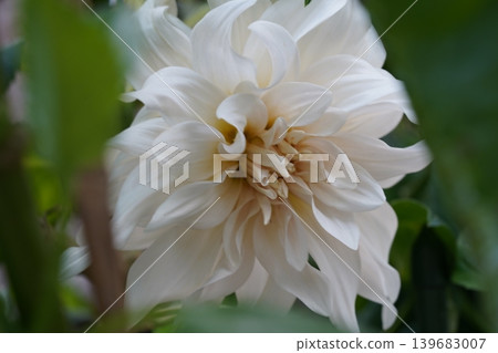 White Dahlia Flower Close Up Elegant Floral Beauty White Dahlia Flower Close Up Elegant Floral Beauty 139683007