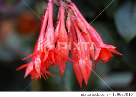 Vibrant Fuchsia Flowers in Bloom Garden Beauty Vibrant Fuchsia Flowers in Bloom Garden Beauty 139683010