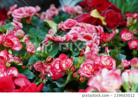 Blooming Begonias Beautiful Floral Display in Detail Blooming Begonias Beautiful Floral Display in Detail 139683012
