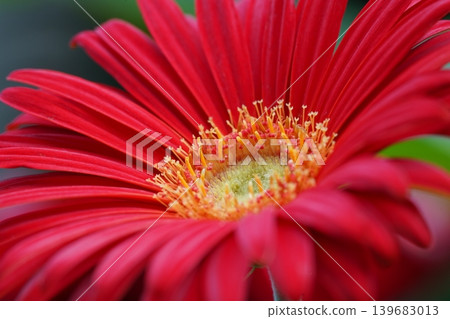 Close Up of a Red Gerbera Daisy Bloom 139683013