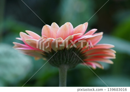 Beautiful Gerbera Daisy Flower Close Up Photography 139683016