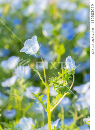 粉蝶花在春日陽光下閃耀 139683039