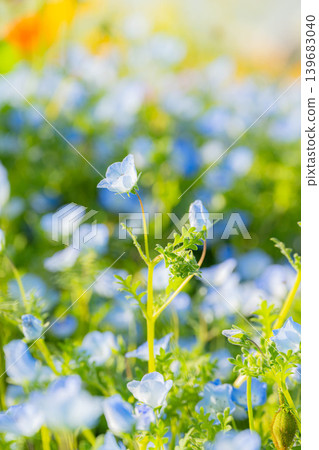 藍色粉蝶花 139683040