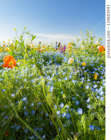 在蔚藍的天空中閃耀的 Nemophila 139683041