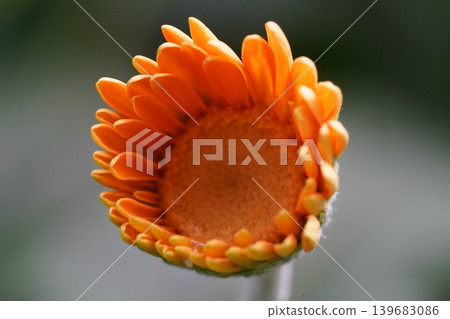 Close up of a Calendula Flower Bud Close up of a Calendula Flower Bud 139683086