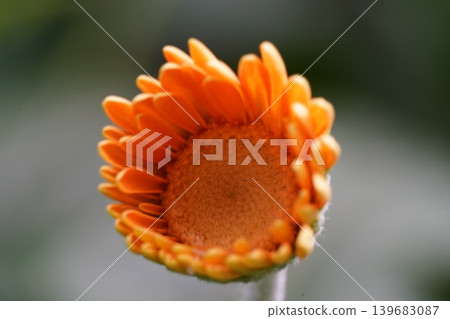 Orange Calendula Flower Bud Close Up Photography 139683087