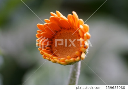 Vibrant Orange Gerbera Daisy Flower in Bloom 139683088