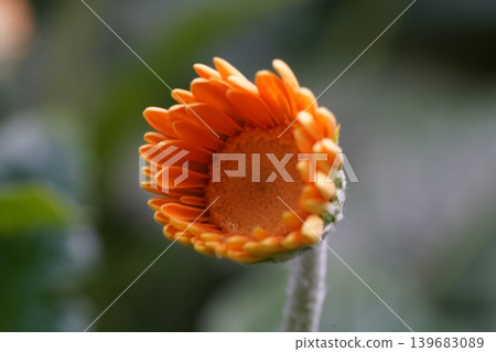 Closeup of an Orange Gerbera Daisy Bud 139683089