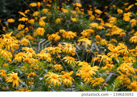 Bright Yellow Euryops Pectinatus Flowers in Bloom 139683091