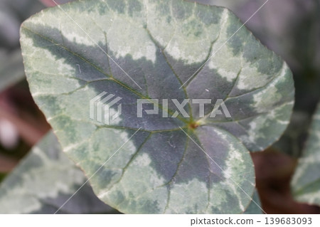 Cyclamen Leaf Close Up Detailed Veins and Pattern Cyclamen Leaf Close Up Detailed Veins and Pattern 139683093