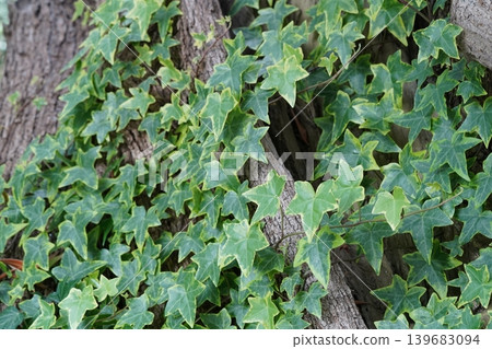Ivy Growing on Tree Bark Close Up Nature Scene Ivy Growing on Tree Bark Close Up Nature Scene 139683094