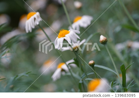 Beautiful Daisy Flowers in a Natural Setting Beautiful Daisy Flowers in a Natural Setting 139683095