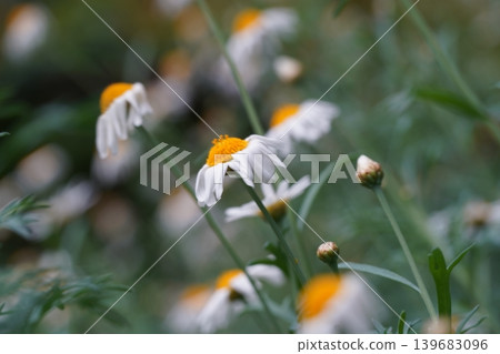 White and Yellow Argyranthemum Flowers in Bloom Garden White and Yellow Argyranthemum Flowers in Bloom Garden 139683096