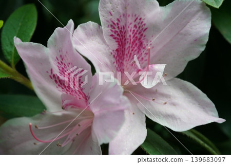 Pink Azalea Flower Blossom Close Up Photography 139683097