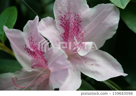 Delicate Pink Rhododendron Flowers in Bloom Close Up Delicate Pink Rhododendron Flowers in Bloom Close Up 139683098