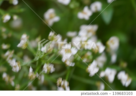 Sweet Alyssum Lobularia maritima Floral Close Up Sweet Alyssum Lobularia maritima Floral Close Up 139683103