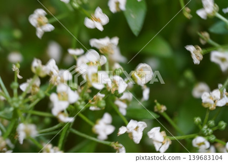 Delicate White Alyssum Flowers Blooming in Garden Delicate White Alyssum Flowers Blooming in Garden 139683104