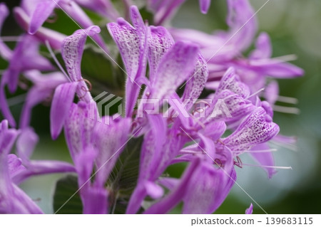 Beautiful Plectranthus Mona Lavender Plant Flowers Beautiful Plectranthus Mona Lavender Plant Flowers 139683115