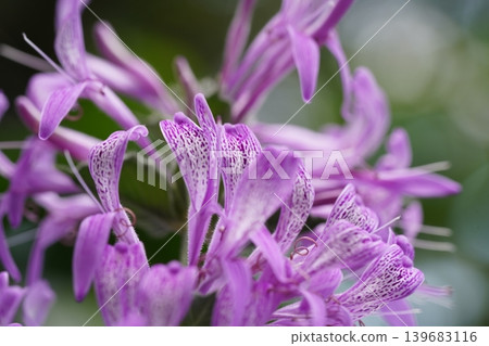 Monarda Didyma Flowers in Bloom Floral Photography 139683116