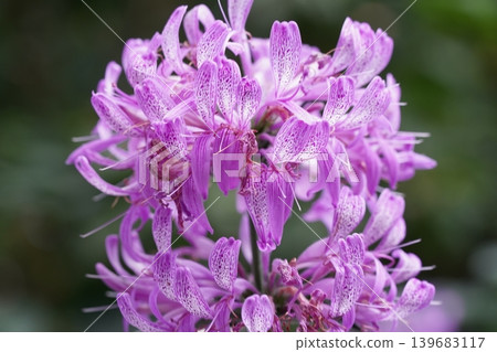 Purple Plectranthus Mona Lavender Flowers in Bloom Purple Plectranthus Mona Lavender Flowers in Bloom 139683117