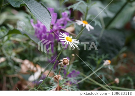 Summer Daisies and Purple Flowers in Natural Light Summer Daisies and Purple Flowers in Natural Light 139683118