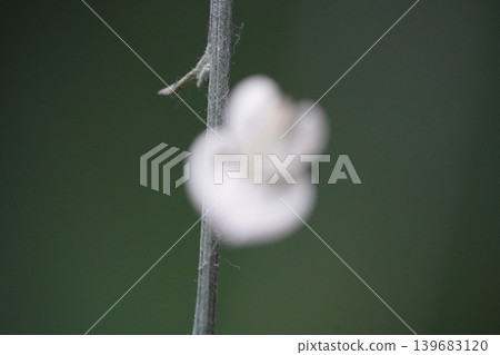 Snowberry Stem Close Up Blurred Background Snowberry Stem Close Up Blurred Background 139683120