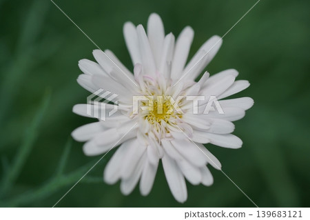Beautiful White Aster Flower Close Up View Beautiful White Aster Flower Close Up View 139683121