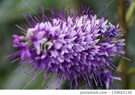 Hebe Flower Close Up Purple and White Beauty Hebe Flower Close Up Purple and White Beauty 139683136