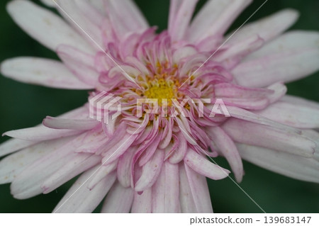 Chrysanthemum Flower Close Up Beauty in Bloom Chrysanthemum Flower Close Up Beauty in Bloom 139683147