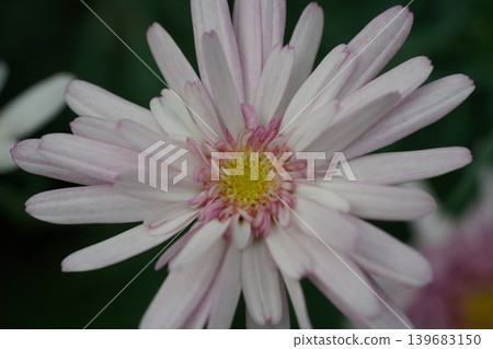 Chrysanthemum Flower Macro Shot Close Up Floral Beauty Chrysanthemum Flower Macro Shot Close Up Floral Beauty 139683150