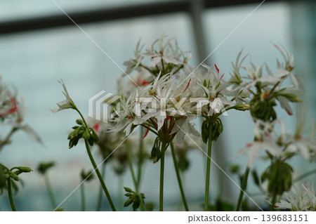 Elegant Angel Pelargonium Flowers Close Up Elegant Angel Pelargonium Flowers Close Up 139683151