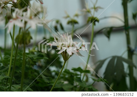 White Pelargonium Flowers with Red Spots in Natural Light White Pelargonium Flowers with Red Spots in Natural Light 139683152