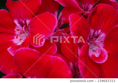 Close Up of Red Pelargonium Flowers Close Up of Red Pelargonium Flowers 139683153