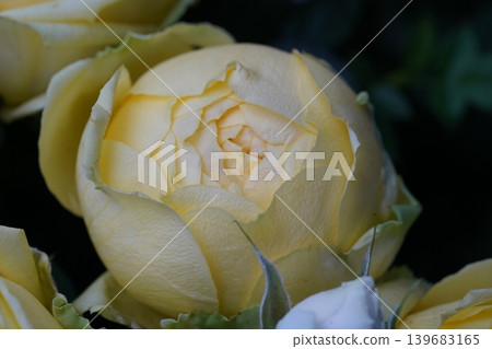 Close Up of a Yellow Rose Bud 139683165