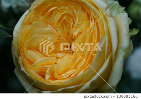 Yellow Rose Close Up Beautiful Petals Blossom Macro Yellow Rose Close Up Beautiful Petals Blossom Macro 139683166