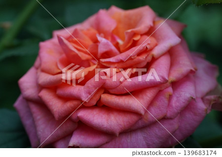 Closeup of Beautiful Pink and Orange Rose Blossom Closeup of Beautiful Pink and Orange Rose Blossom 139683174