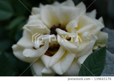 Close-up of a Beautiful White Rose Bloom Close-up of a Beautiful White Rose Bloom 139683176