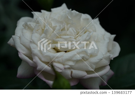 Elegant White Rose Bloom Close Up Beauty Elegant White Rose Bloom Close Up Beauty 139683177