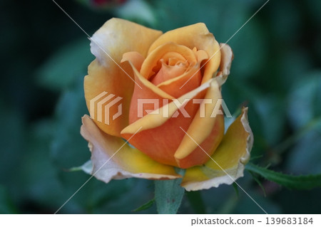 Close Up View of a Yellow Orange Rose Close Up View of a Yellow Orange Rose 139683184