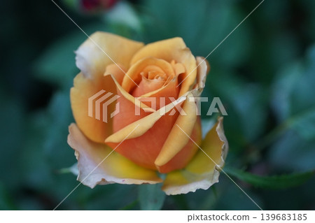 Close up of a Beautiful Peach Rose Flower Bloom 139683185