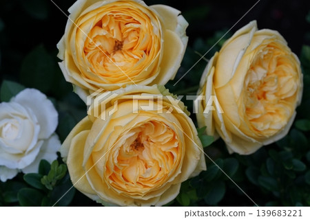 Yellow Roses Blooming in Garden Floral Photography Yellow Roses Blooming in Garden Floral Photography 139683221