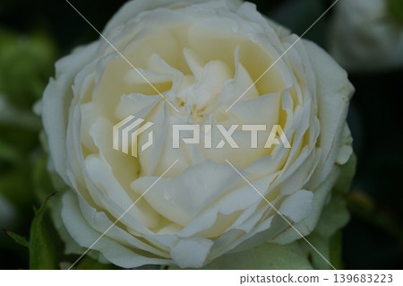 Close Up of Elegant White Rose Flower Bloom Close Up of Elegant White Rose Flower Bloom 139683223