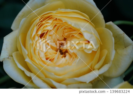 Close up of Beautiful Yellow Rose Bloom Close up of Beautiful Yellow Rose Bloom 139683224