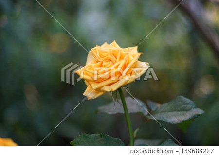 Beautiful Yellow Rose Blossom Close Up 139683227