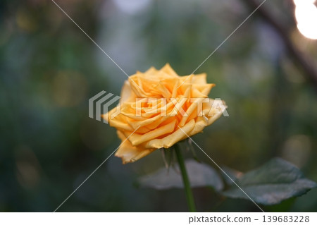 Close Up of a Yellow Rose Flower in Bloom Close Up of a Yellow Rose Flower in Bloom 139683228